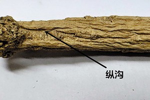 選黨參，其中門道你知道多少