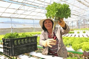 高科技農業日漸受歡迎。（圖源：阮勇）