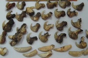 圖為社交網上公開販賣的虎齒、野豬齒等。