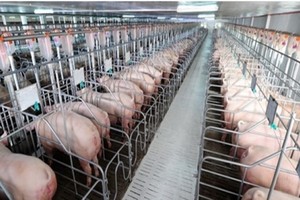 飼養生物安全豬隻平抑春節食品價格。（示意圖源：互聯網）