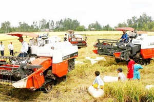 前江省提升稻米商品競爭力。（示意圖源：田升）