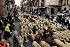 西班牙馬德里市中心20日有多達2000隻綿羊塞滿了繁忙的街道，準備參加一年一度的“遷徙放牧節”。（圖源：互聯網）