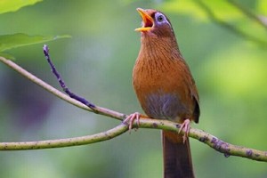 （示意圖源：互聯網）