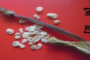 （示意圖源：互聯網）