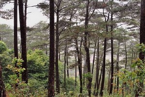 做好護林工作可為國家經濟帶來巨大利益。