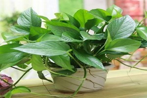 （示意圖源：互聯網）