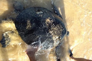 逾百公斤重的海龜獲放歸大海。（圖源：姜景）