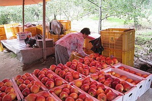 圖為韓國慶尚北道義城郡的一名農夫在蘋果園收穫蘋果。（圖源：互聯網）