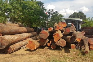 柬埔寨木炭消耗量每年達600萬噸，相當每年損失超過7萬公頃林木。（示意圖源：互聯網）