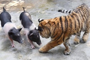 （示意圖源：互聯網）