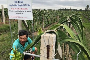 Ｔ型棚架的火龍果種植模式。