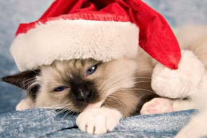 （示意圖源：互聯網）