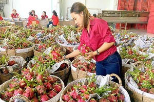 Vina T＆T Group公司向美國外銷不少水果。