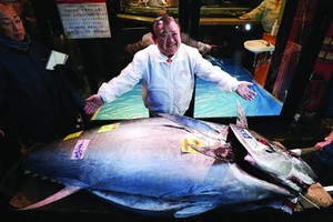 木村清（中）拍得吞拿魚王。（圖源：互聯網）