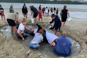 鯨魚集體擱淺海灘，上千民眾助其重回大海。（圖源：互聯網）