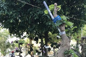 阿Ｔ的兩棵梅樹的樹枝被剪光，但小偷還 來不及拔走。