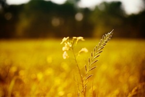 （示意圖源：互聯網）