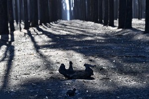澳大利亞阿德萊德西南部的袋鼠島上，山林野火橫掃當地森林後，一具考拉的屍體半曲著身體，躺在滿是灰燼的土地上。（圖源：互聯網）