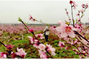 （示意圖源：互聯網）