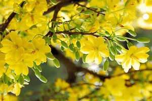 （示意圖源：互聯網）