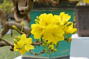 （示意圖源：互聯網）