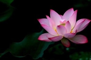 （示意圖源：互聯網）