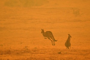 當地時間1月4日，澳大利亞Cooma，兩隻袋鼠在濃煙瀰漫的田野上跳躍。（圖源：互聯網）