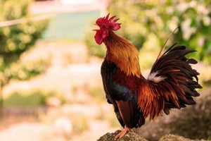 （示意圖源：互聯網）