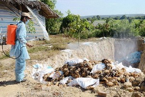 銷毀受感染家禽。（示意圖源：互聯網）