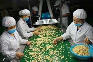 腰果加工出口生產線。