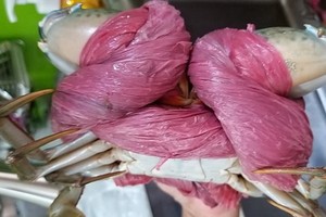 螃蟹内内外外都是布繩和塑料繩，看不到螃蟹的背殼。（圖源：臉書）