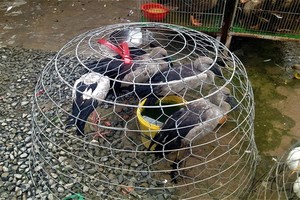 鵜鶘被獵捕後，在隆安省盛化街市出售。