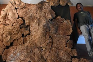 研究人員和龜殼合影。（圖源：互聯網）