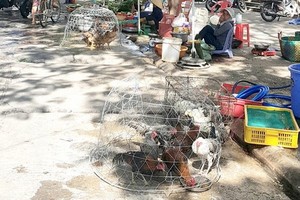 舊邑郡阮文功街的自發性街市出售不少活家禽。