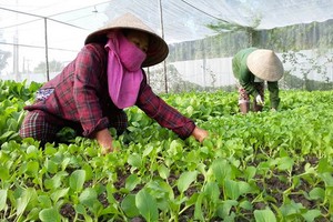 兩名女園夫在照顧菜圃內的蔬菜。（圖源：TNO）