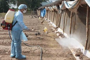 獸醫人員在禽流感疫區進行噴射消毒。 （圖源：互聯網）