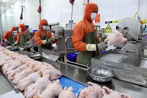 越南C.P.畜牧股份公司的雞肉加工製品即將進軍俄羅斯市場。（示意圖源：越通社）