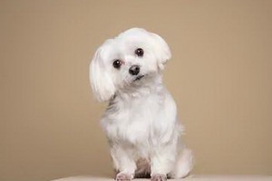 （示意圖源：互聯網）