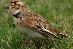 （示意圖源：互聯網）