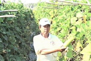 阮文寨檢查種植技術。