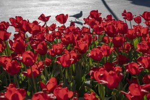 新冠肺炎疫情令花卉需求數量驟減，荷蘭每日被迫銷毀數百萬支鮮花。（圖源：互聯網）