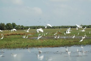 白千層林與水鳥。