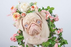 17個月大的八哥因患有遺傳白化病，擁有一身看上去似是玫瑰色的皮毛及迷人藍眼，連鼻子、耳朵及腳趾都是粉紅色。（圖源：互聯網）