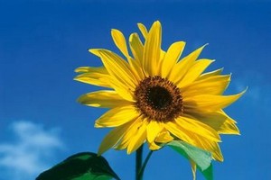 （示意圖源：互聯網）