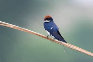 （示意圖源：互聯網）