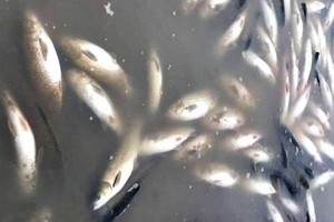 圖為馬江上一養魚網箱的死魚屍浮滿水面。