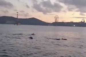 一群海豚聚集在芽莊灣海面上湧現跳躍。（圖源：視頻截圖）