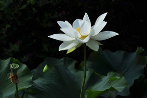 （示意圖源：互聯網）