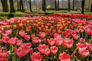 荷蘭南部著名的庫肯霍夫花卉公園71年來首次不對公眾開放。（圖源：互聯網）