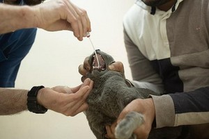 美國疾病控制和預防中心與農業部當地時間22日聯合宣佈，位於美國紐約州的兩隻家養寵物貓確認感染新冠病毒，這是美國首次發現家養寵物感染。（示意圖源：AP）